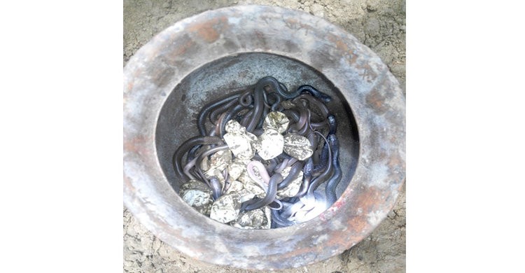 কৃষকের ঘরে ৩২ গোখরা সাপের বাচ্চা ও ডিম